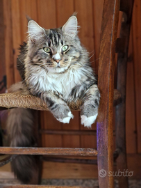 Maine Coon per accoppiamento