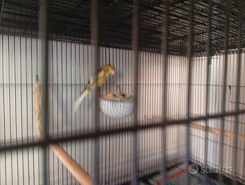 Canarini Larguet anellato foi