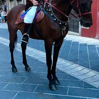 Cavallo anglo arabo