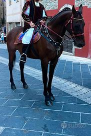 Cavallo anglo arabo