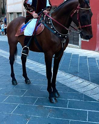 Cavallo anglo arabo