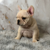 Cuccioli bulldog francese
