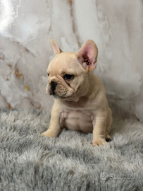 Cuccioli bulldog francese