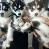 Cuccioli di razza Siberian Husky
