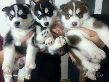 Cuccioli di razza Siberian Husky