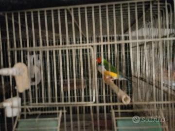 Diamanti di gould