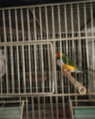Diamanti di gould