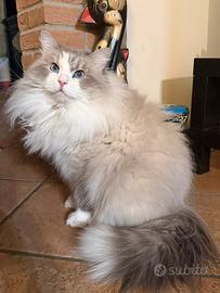 Gatto siberiano per monte