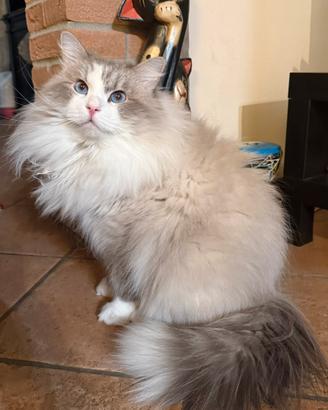 Gatto siberiano per monte