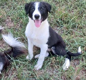 border collie linea da lavoro 