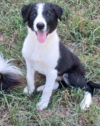 border collie linea da lavoro 