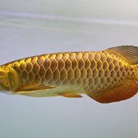 Golden Arowana