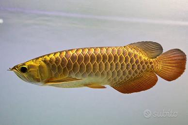 Golden Arowana