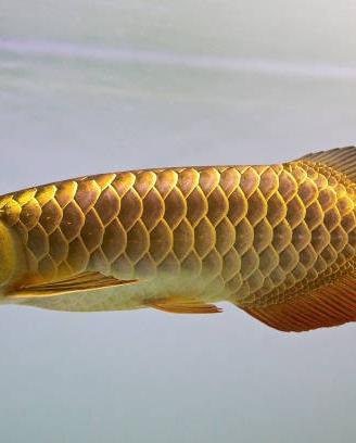 Golden Arowana