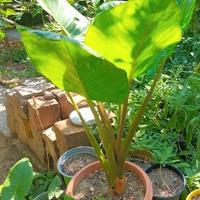Alocasia Macrorrhiza - Orecchie da Elefante