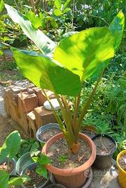 Alocasia Macrorrhiza - Orecchie da Elefante