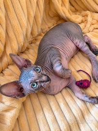 Sphynx Cucciolo