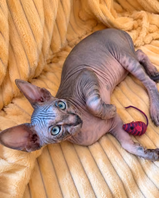 Sphynx Cucciolo
