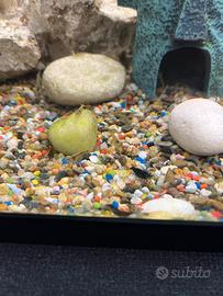 Caridine gamberetti acquario