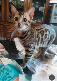 Gatta bengala femmina per cucciolata