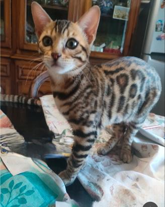 Gatta bengala femmina per cucciolata