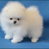 Spitz di pomerania