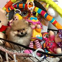 Cuccioli di spitz pomerania M e F