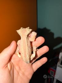 Geco ciliatus