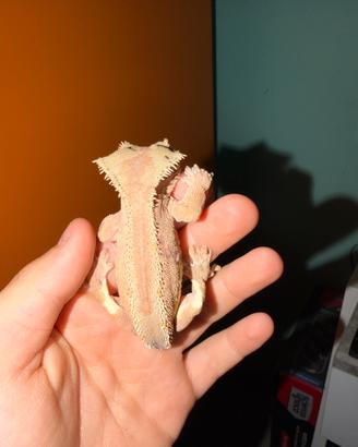 Geco ciliatus