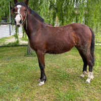 Puledra PURA RAZZA CRIOLLA