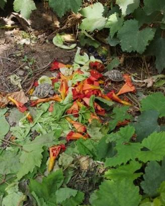 Tartaruga Hermanni hermann