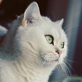 British shorthair ( da monta )