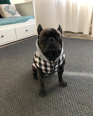 Bulldog francese