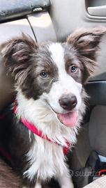 Border collie cucciolone  pedigree 