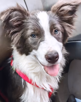 Border collie cucciolone  pedigree 
