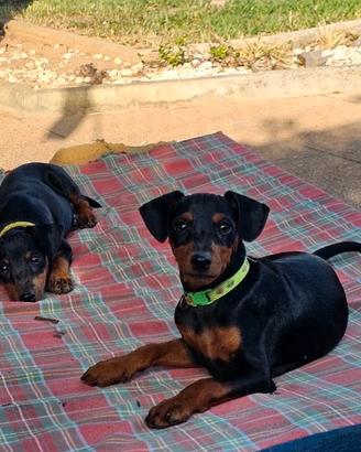 Cucciolo pinscher nano