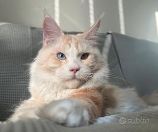 Cuccioli Maine Coon