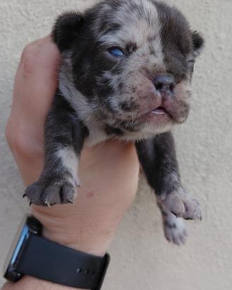 Bulldog francese