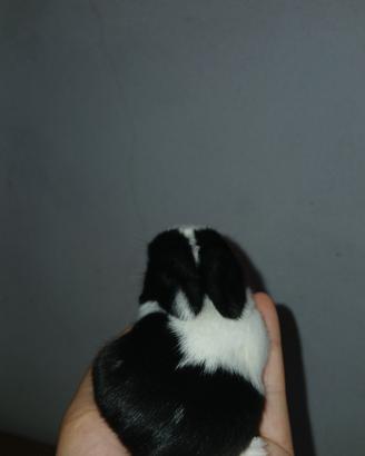 coniglio minilop 