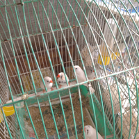 Pappagallini e diamantini