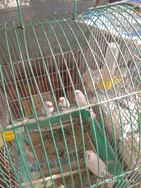 Pappagallini e diamantini