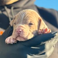 CUCCIOLI DI PITBULL ALTA GENEALOGIA occhi chiari