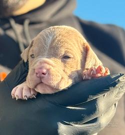 CUCCIOLI DI PITBULL ALTA GENEALOGIA occhi chiari