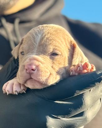 CUCCIOLI DI PITBULL ALTA GENEALOGIA occhi chiari