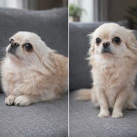 Maschio chihuahua pedegree