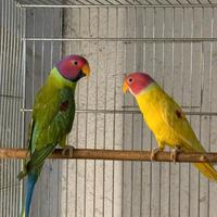 Maschio Parrocchetto testa di Prugna Diluito