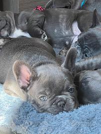 Cuccioli bulldog francese