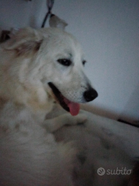 Maremmano Femmina di un anno