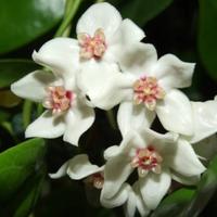 Piante