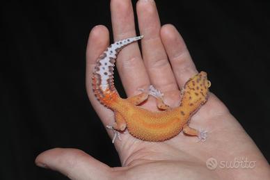 Geco leopardino